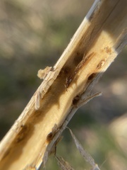 Aulacidea