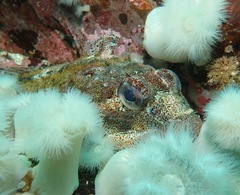 Hemilepidotus hemilepidotus