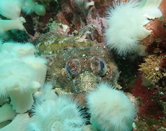 Hemilepidotus hemilepidotus