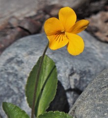 Viola maculata