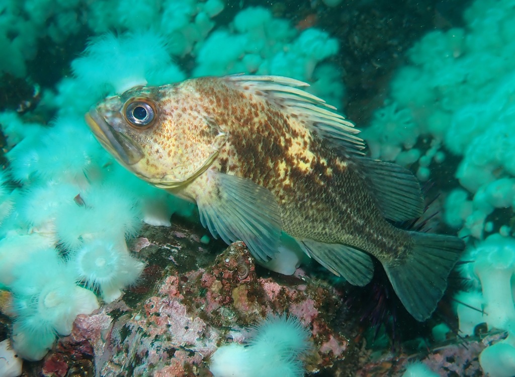 Quillback Rockfish (Saltwater Fish of California) · iNaturalist