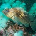 Quillback Rockfish - Photo (c) Sara Thiebaud, some rights reserved (CC BY-NC), uploaded by Sara Thiebaud