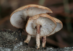 Lentinula raphanica