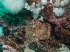 Enteroctopus dofleini