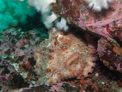 Enteroctopus dofleini