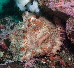 Enteroctopus dofleini