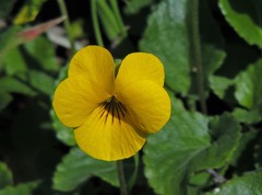 Viola magellanica