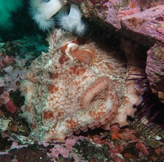 Enteroctopus dofleini