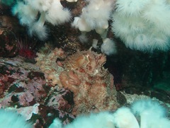 Enteroctopus dofleini