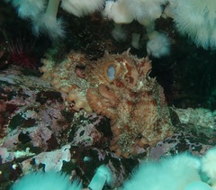 Enteroctopus dofleini