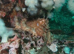 Enteroctopus dofleini