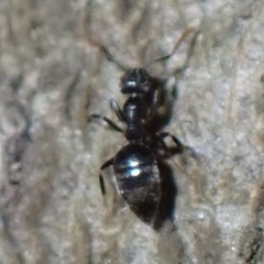 Technomyrmex difficilis