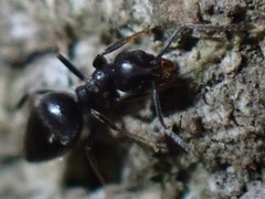 Technomyrmex difficilis