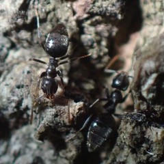 Technomyrmex difficilis