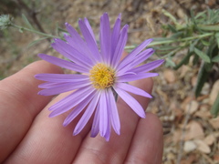 Dieteria asteroides asteroides