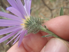 Dieteria asteroides asteroides