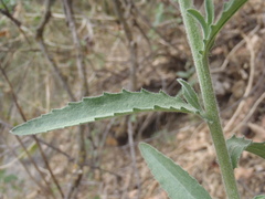 Dieteria asteroides asteroides