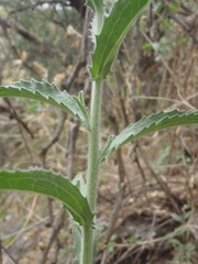 Dieteria asteroides asteroides