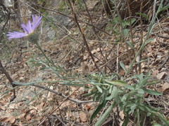 Dieteria asteroides asteroides