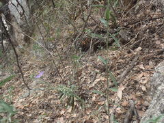 Dieteria asteroides asteroides