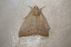 Ophisma gravata