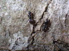 Technomyrmex difficilis