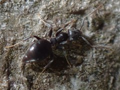 Technomyrmex difficilis