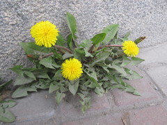 Taraxacum officinale