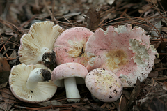 Russula hixsonii
