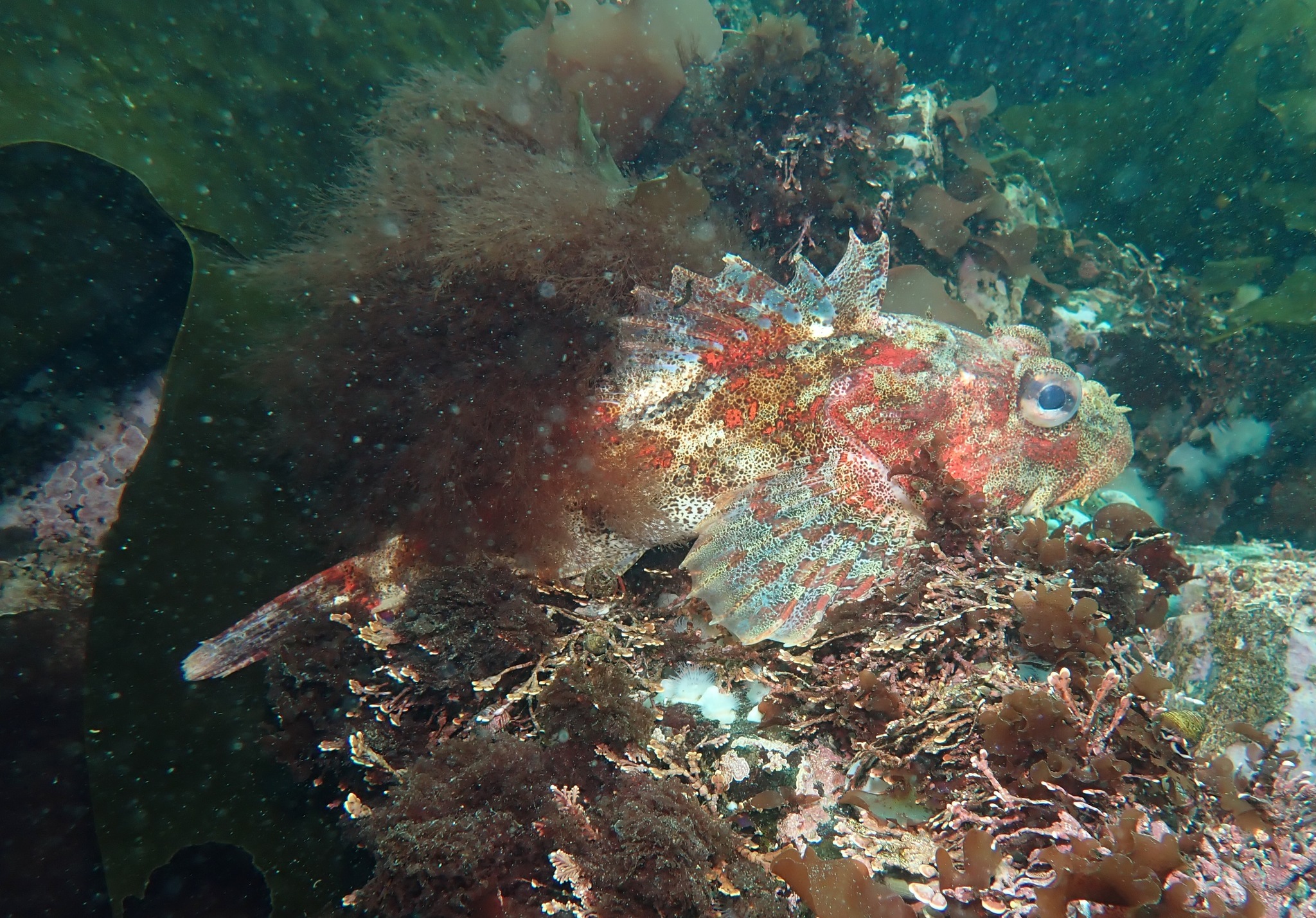 Hemilepidotus Cuvier, 1829