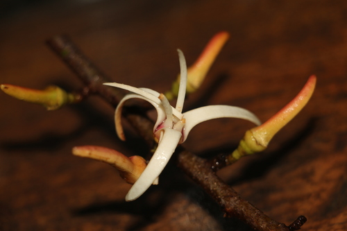 Image of Xylopia aromatica by (c) Andrés Ramírez-Barrera, some rights reserved (CC BY)