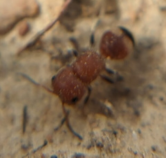 Pseudomethoca frigida