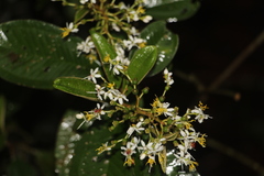 Miconia stenostachya