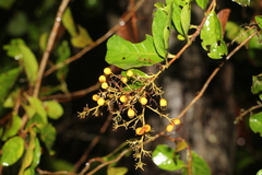 Davilla nitida