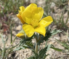 Mentzelia gracilenta