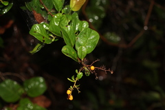 Davilla nitida