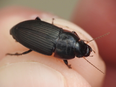 Anisodactylus rusticus