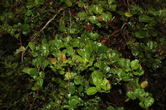 Davilla nitida