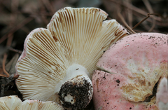 Russula hixsonii