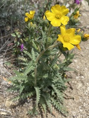 Mentzelia gracilenta