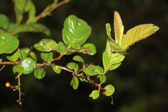 Davilla nitida