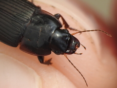 Anisodactylus rusticus