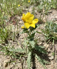 Mentzelia gracilenta