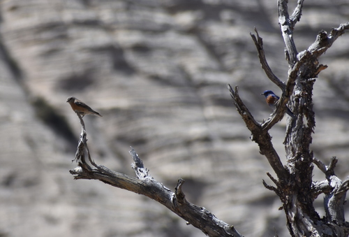 Western Bluebird photographed in Utah