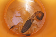 Centruroides nigrimanus