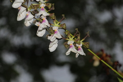 Encyclia cordigera