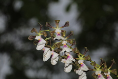 Encyclia cordigera
