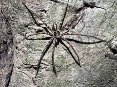 Heteropoda amphora
