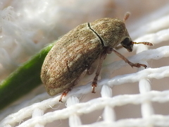 Trigonorhinus limbatus