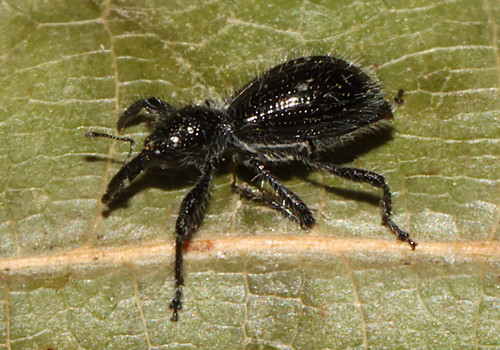Myrmex scrobicollis